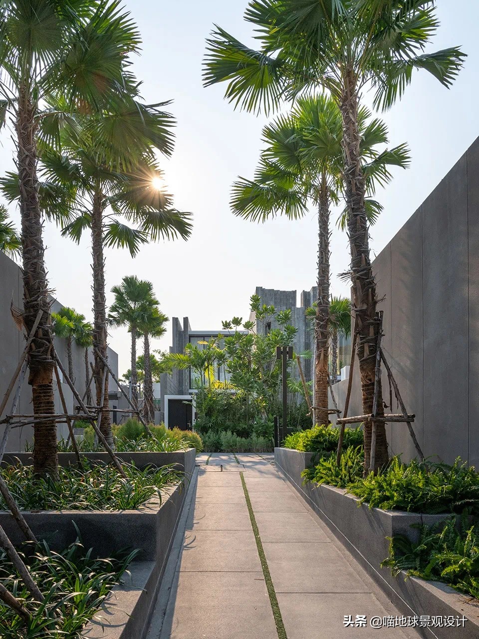 热带风情的庭院别墅,庭院大型热带风情绿植