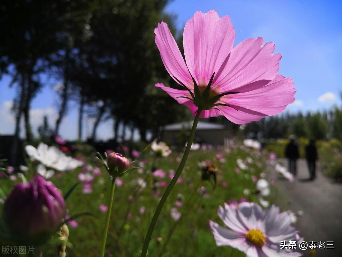 女作家去做保姆婚姻真相,女作家去做保姆这些年