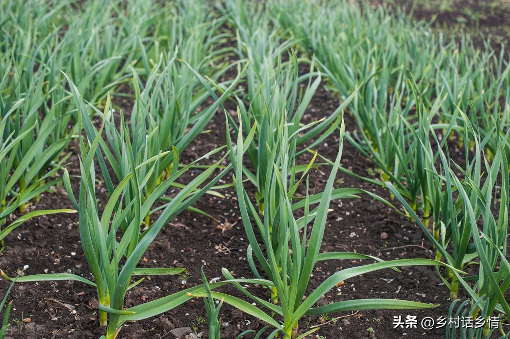 大蒜清明过后怎样浇水施肥,辽宁春分种大蒜什么时候施肥浇水