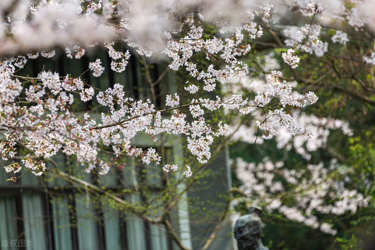 世界赏樱胜地东湖樱园樱花盛开,中国赏樱胜地堪比日本东京