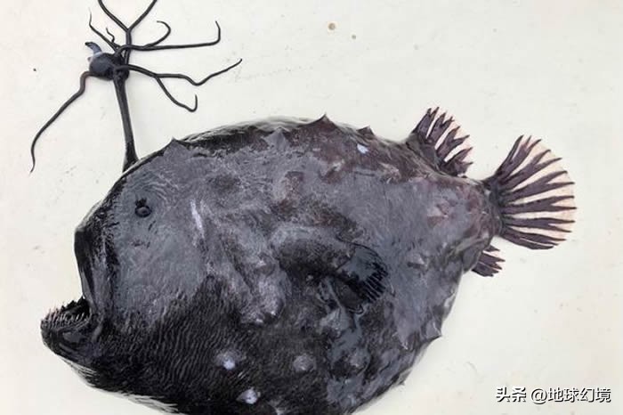 20张珍稀罕见动物照片,16张罕见的动物照