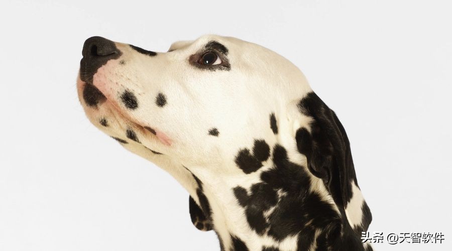 每天了解狗狗,每天了解一种动物紫翅椋鸟