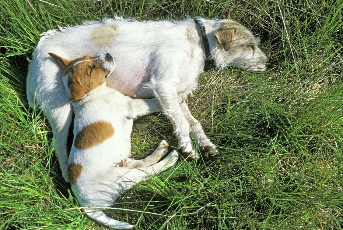 狗狗半夜哭叫要送走吗,狗狗半夜哀嚎像哭一样预兆着什么