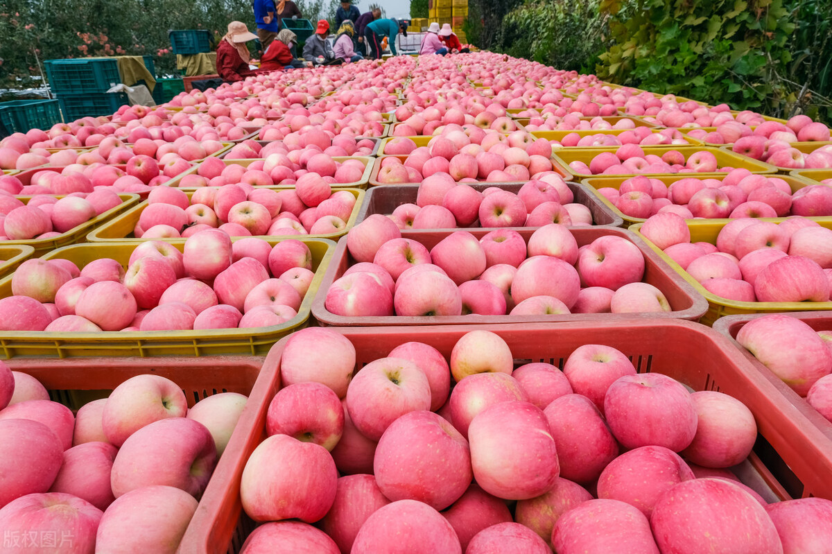 红富士苹果大的好还是小的好,富士苹果条红和片红区别