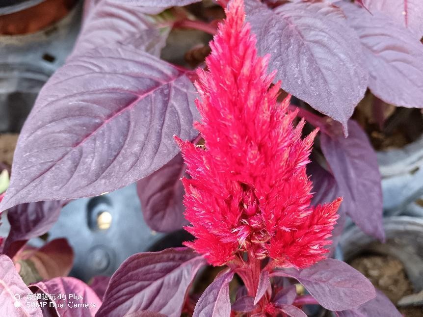 这才是真香5g中端机,这才是荣耀真香千元机