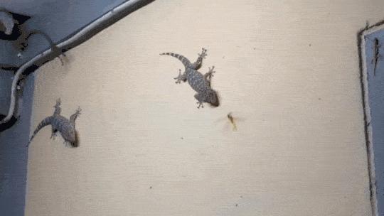 为什么许多人害怕壁虎？难道它真的有毒？