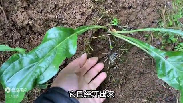 有白头发不用愁,有白头发的不要发愁