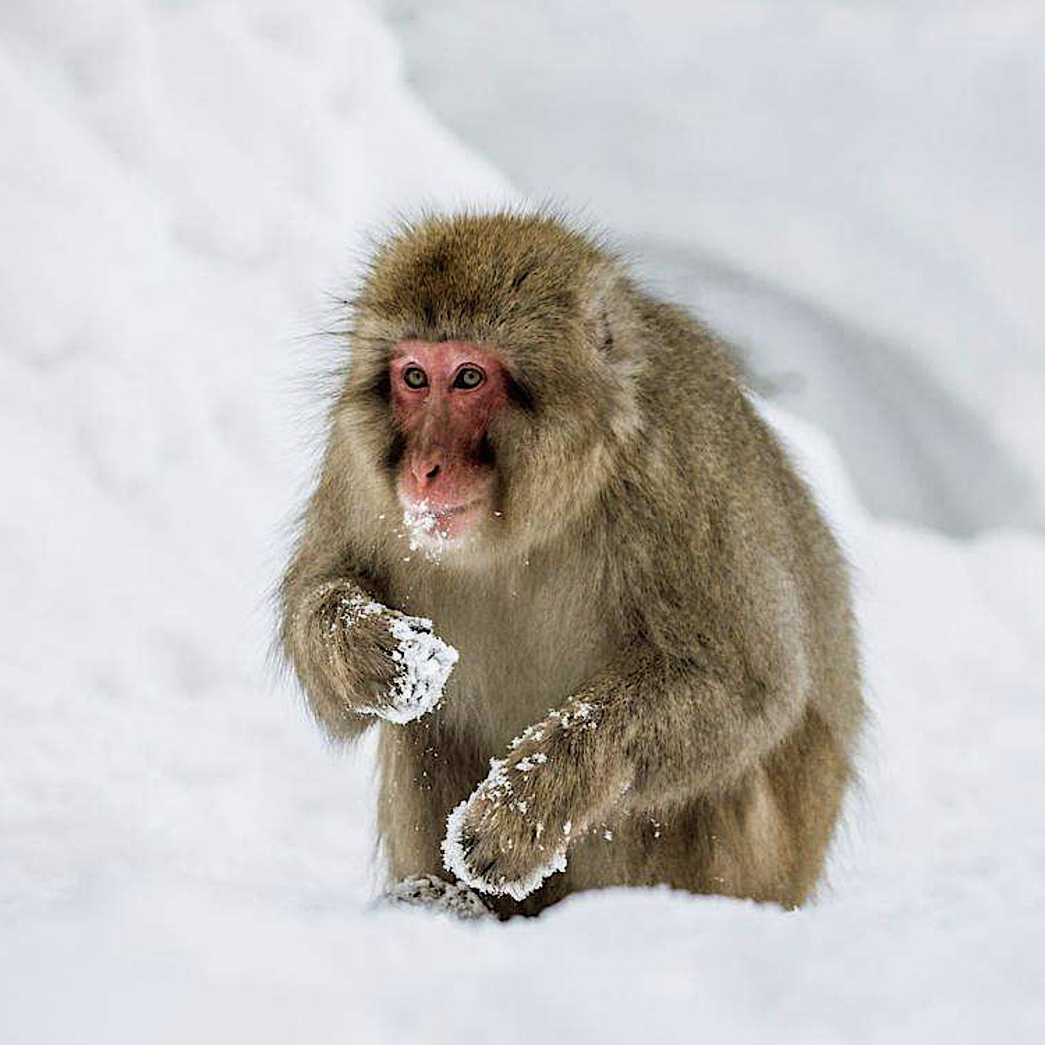 日本著名旅游景点，和人一起泡温泉的雪猴，地位不够只能被冻死