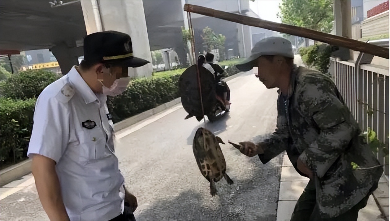 买了一只乌龟有什么预兆,路边800块钱买6只大乌龟