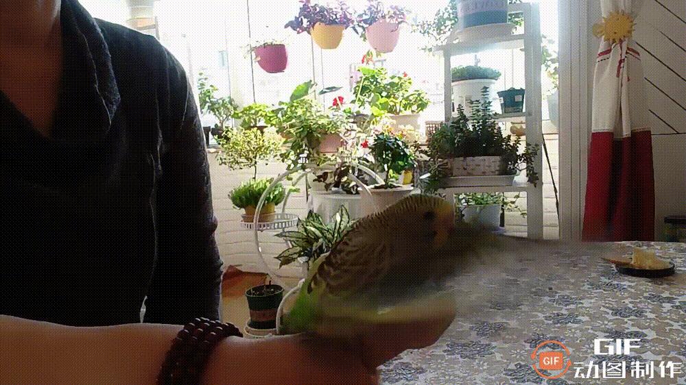 家里的花都被猫弄了怎么办,家里的花被别人摘了怎么办