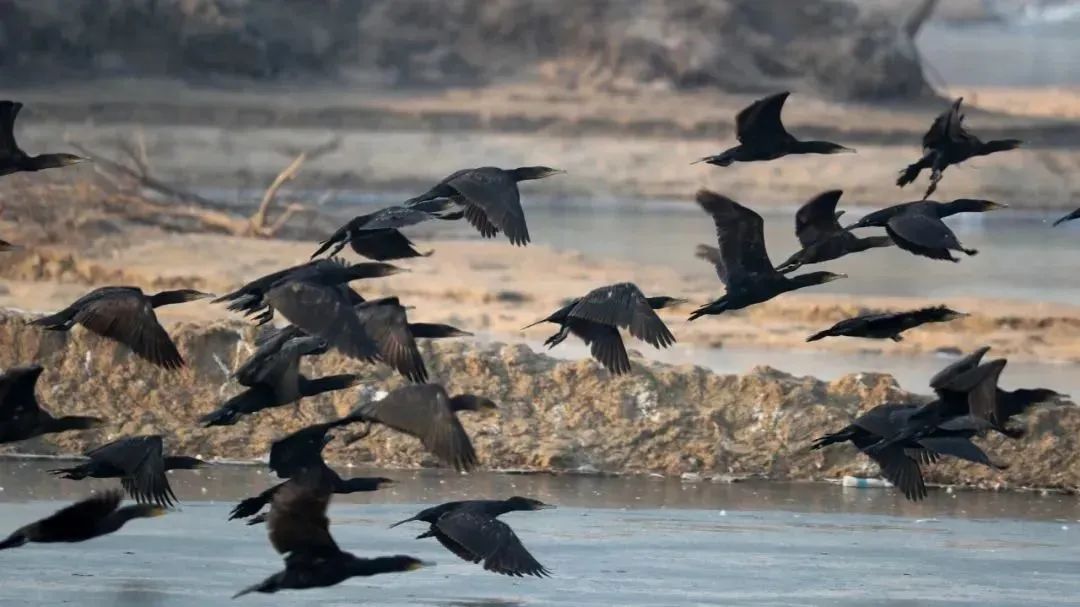 大雁照片真实照片,大雁图片真实照片