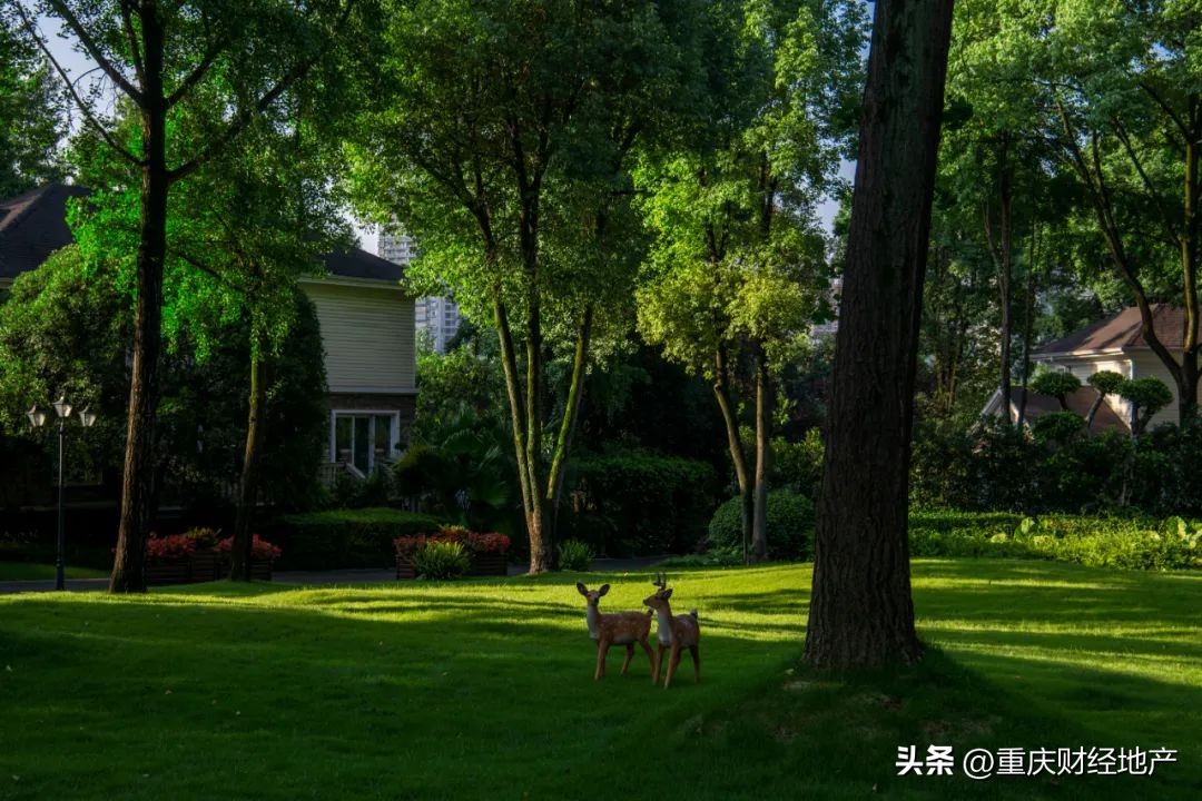 从*旗国**手到保安，我与香樟林守望20年