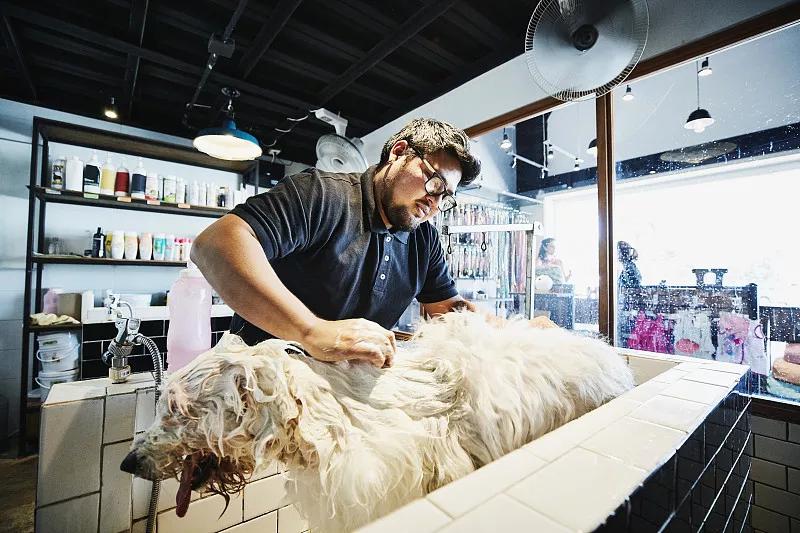 宠物基础服务包括什么服务,宠物服务包括哪些内容呢