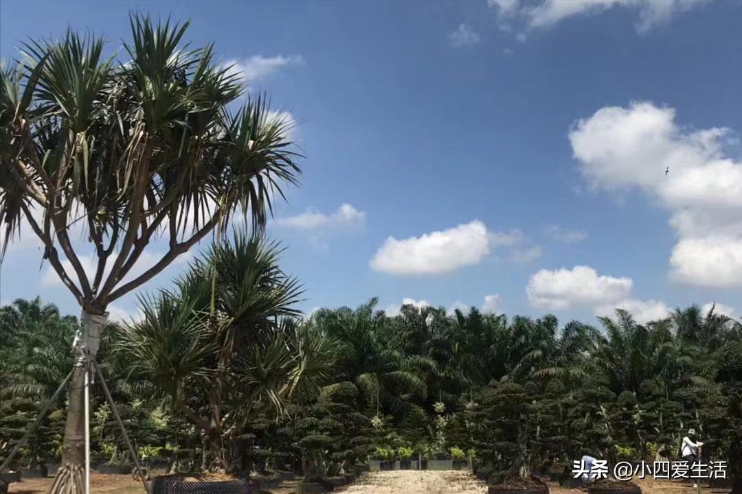 马来西亚旅游新型骗局,马来西亚旅游骗局曝光