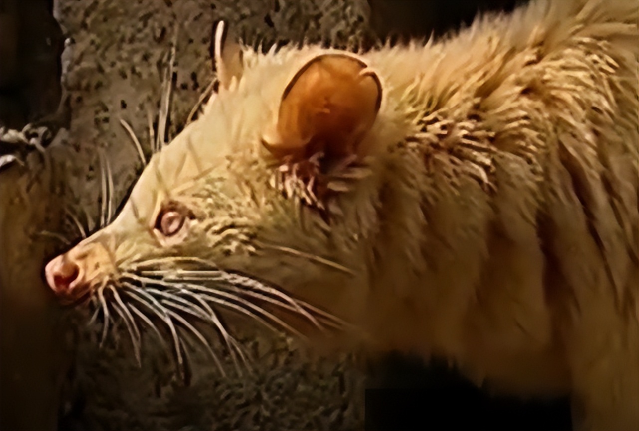 江西老农活捉六不像神兽,江西老汉活捉神兽四不像