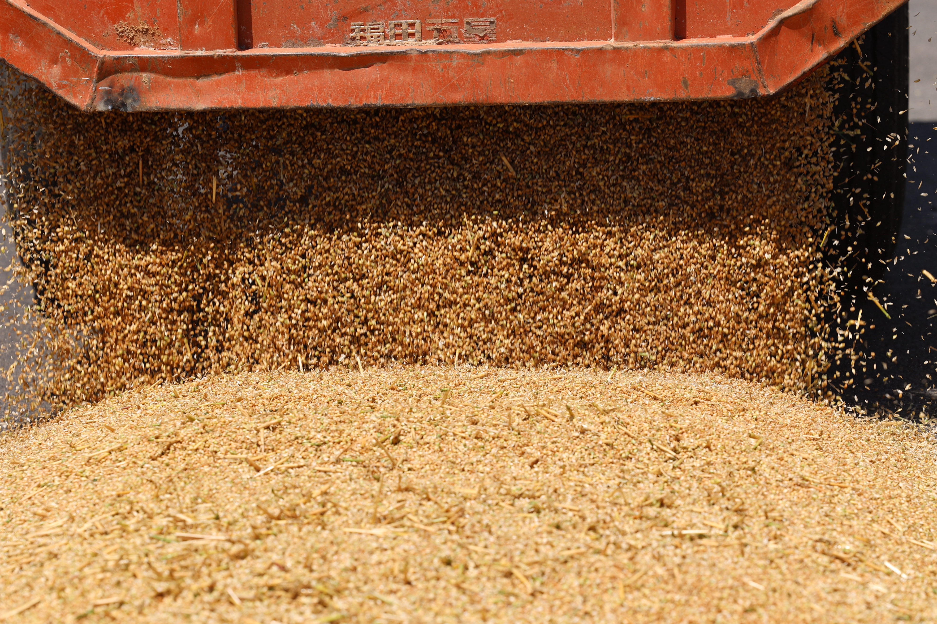 小麦丰收的画卷在错水河畔铺展，徐村麦浪滚滚，“丰”景如画