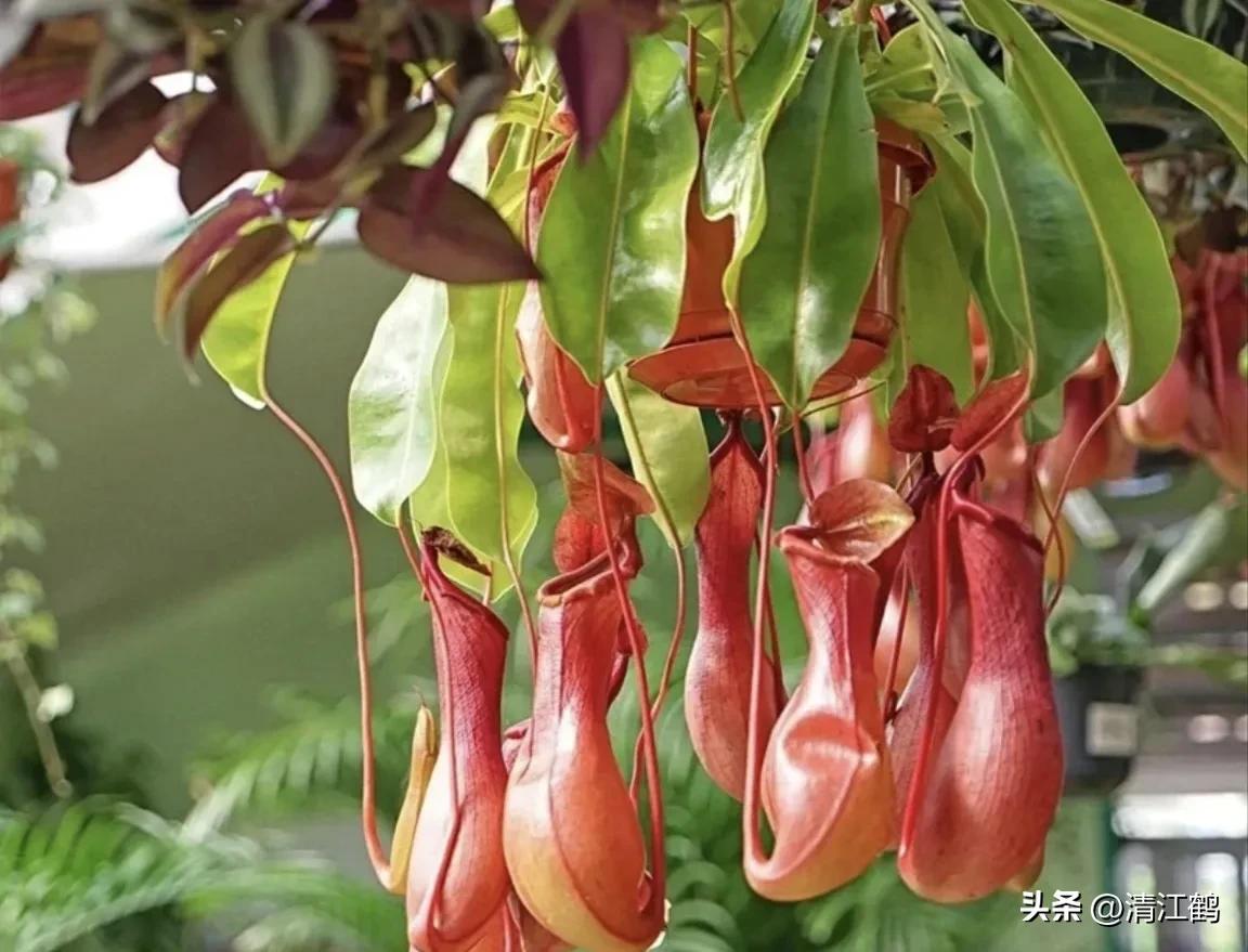 有什么推荐的食虫植物,又好看又便宜的食虫植物