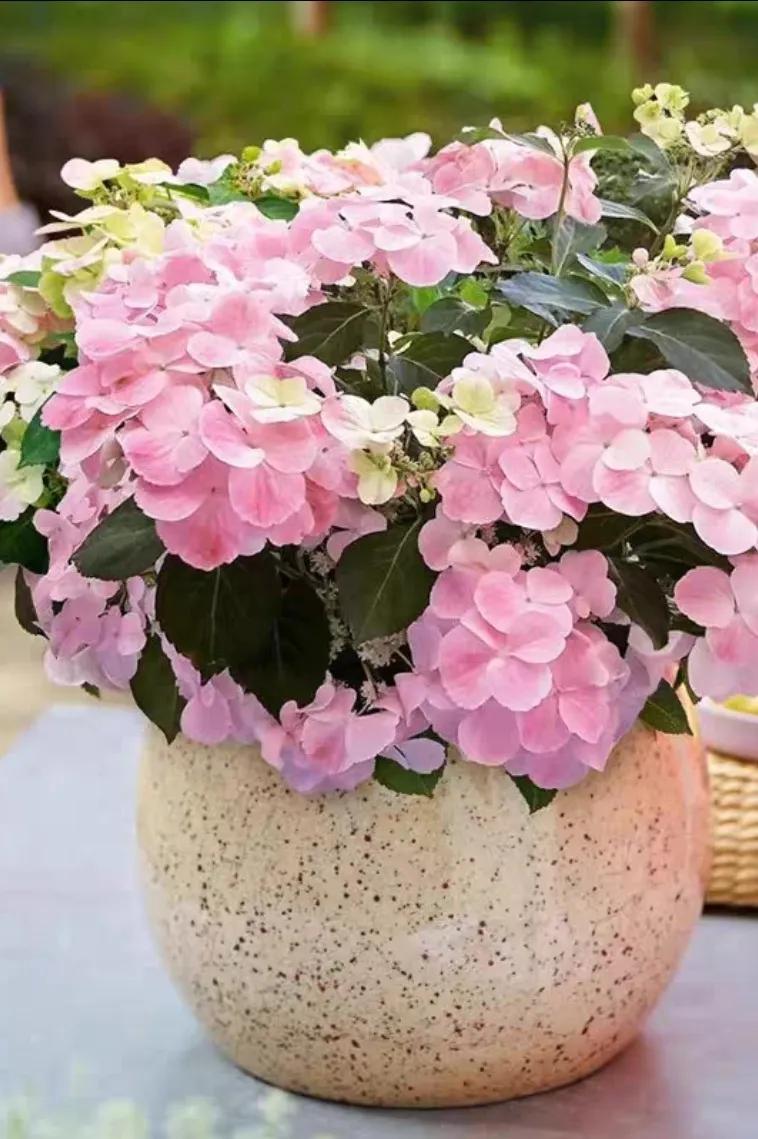 绣球花粉色落跑新娘能不能调色,落跑新娘绣球花爆花效果