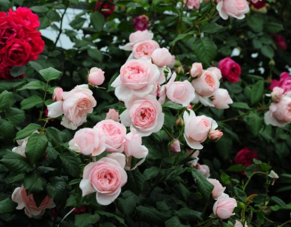 香水月季10款推荐,香水月季花品种大全图片