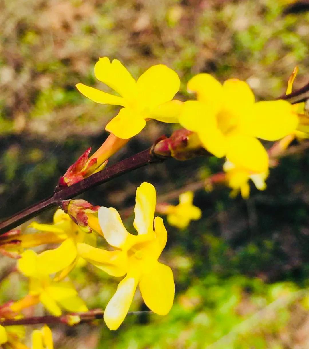 原创|重温网课时光:停课不停学,网课初体验(学生优秀习作)