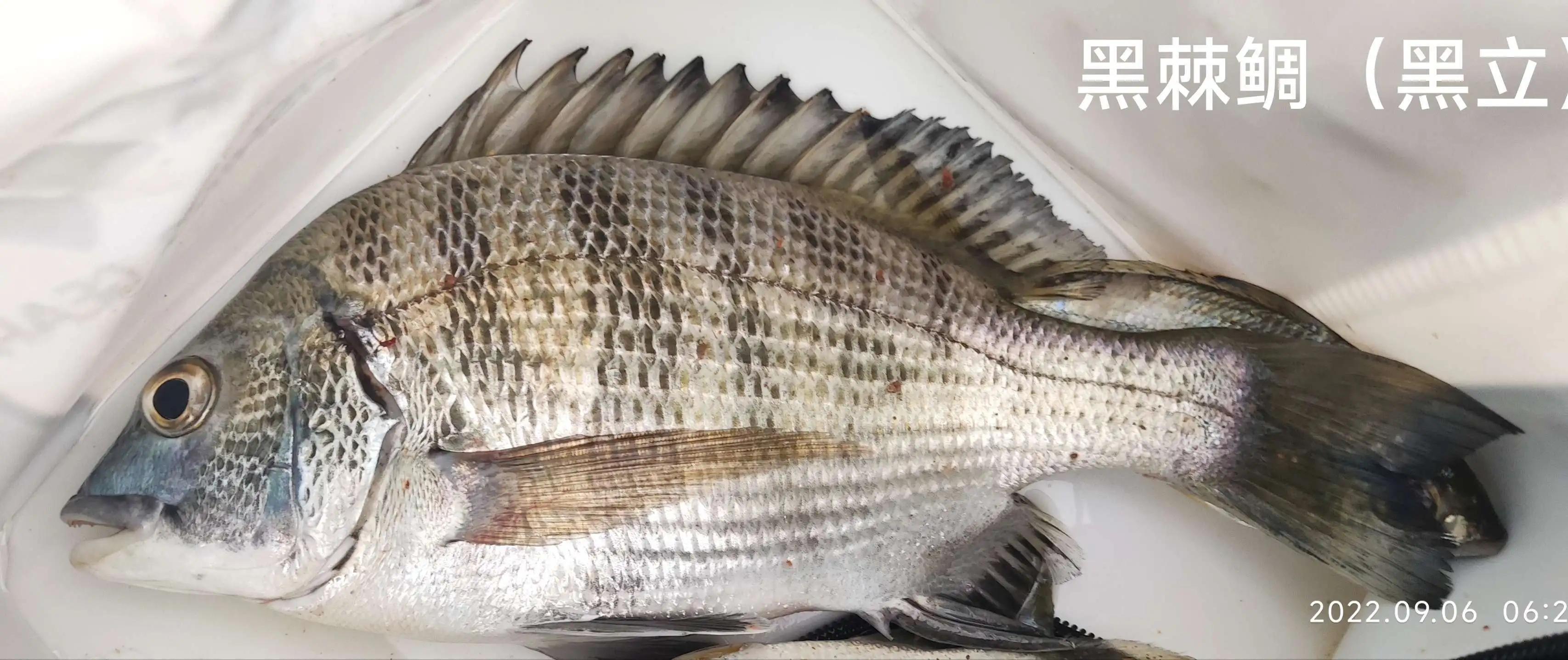 20种常见海鱼,十大常见野生海鱼