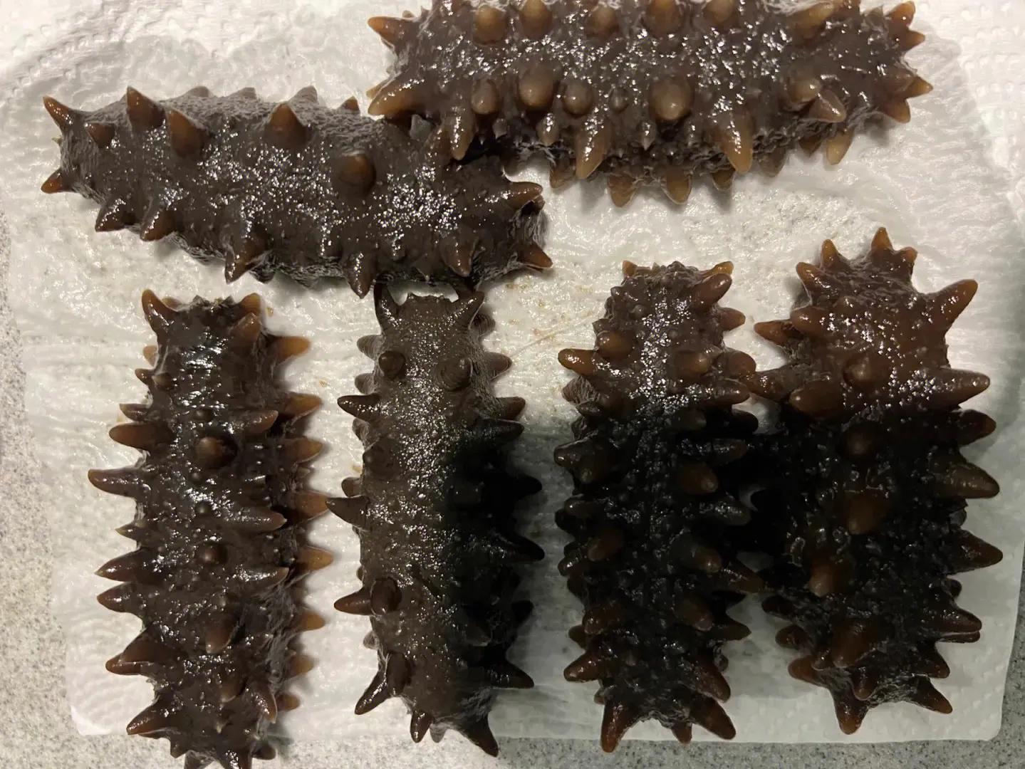 海参知识100问,海参知识图片大全