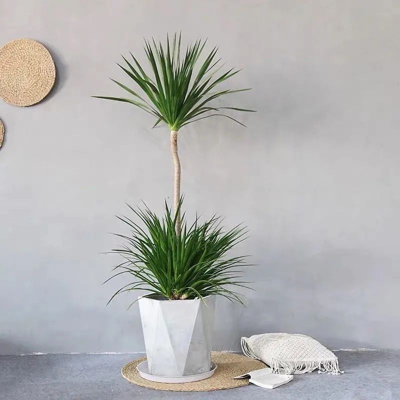 家里养什么花对睡眠最好,家里养什么花好对健康好一点