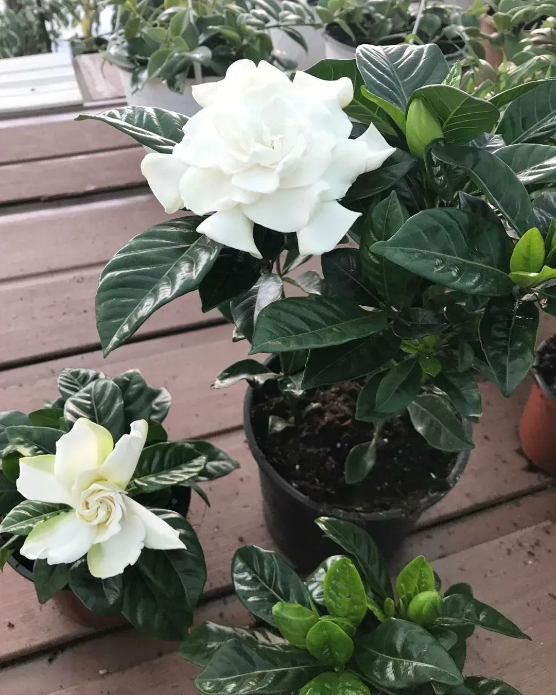 室内栀子花盆栽养殖技巧视频,盆栽栀子花养护5要点