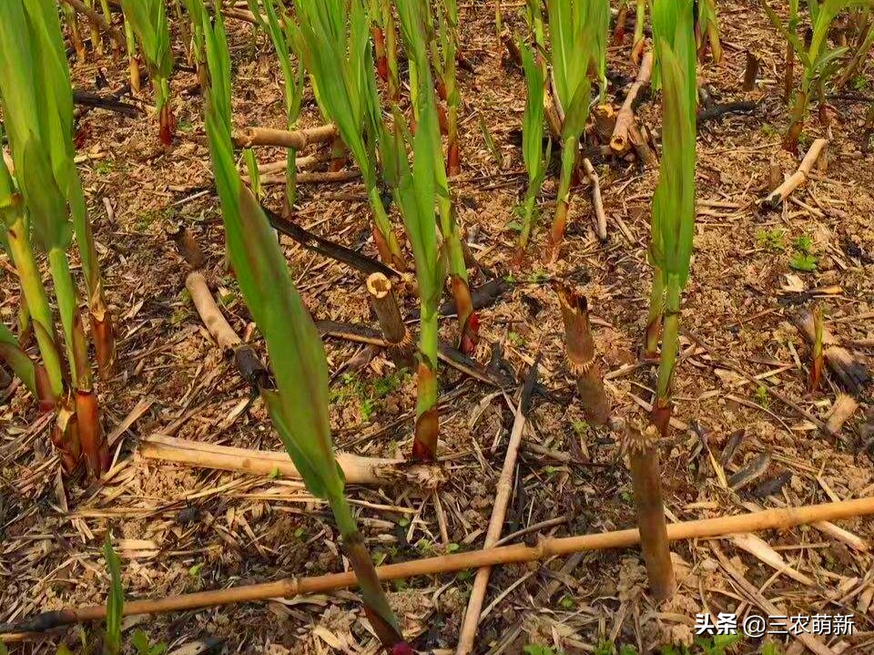 芦苇笋几月份有,芦苇笋什么时候可以开始采摘