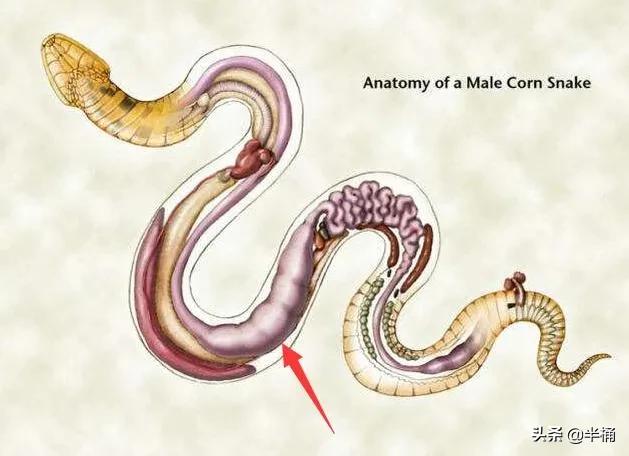 蛇为什么吃黄鳝那么难,为什么说蛇吃黄鳝是在找死