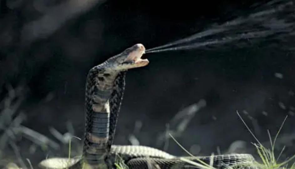 老鹰还能免疫蛇毒？不分品种逮着就吃，毒蛇真的拿老鹰没办法吗？