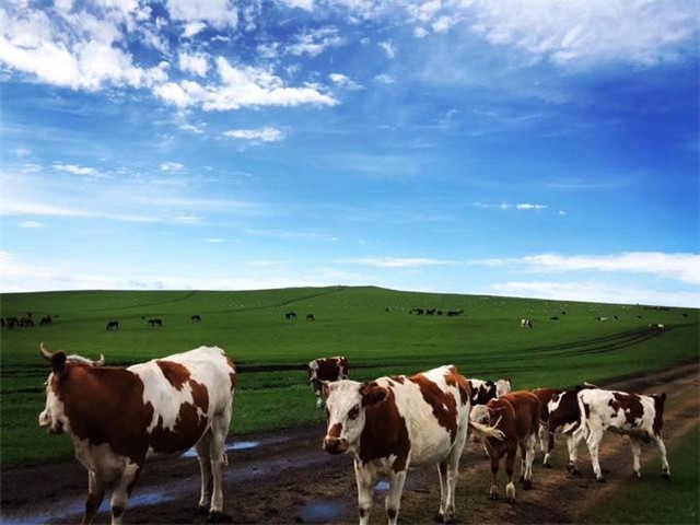 去内蒙古旅游大概多少钱,内蒙古旅游大概价格多少