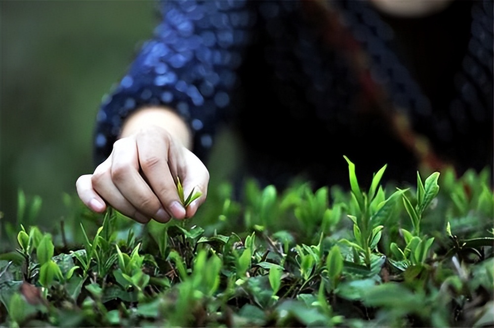 茶多酚会危害胃吗,茶多酚危害研究
