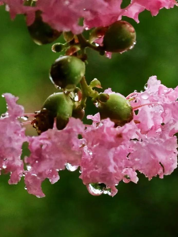 古诗词天净沙秋思马致远,吟诵马致远的天净沙秋思