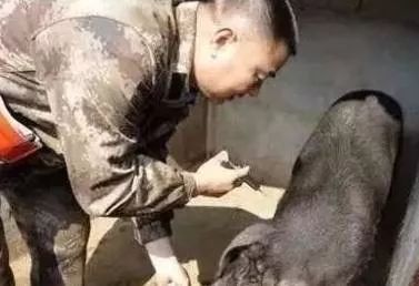 野猪养殖技术资料有哪些,3万元的野猪养殖技术