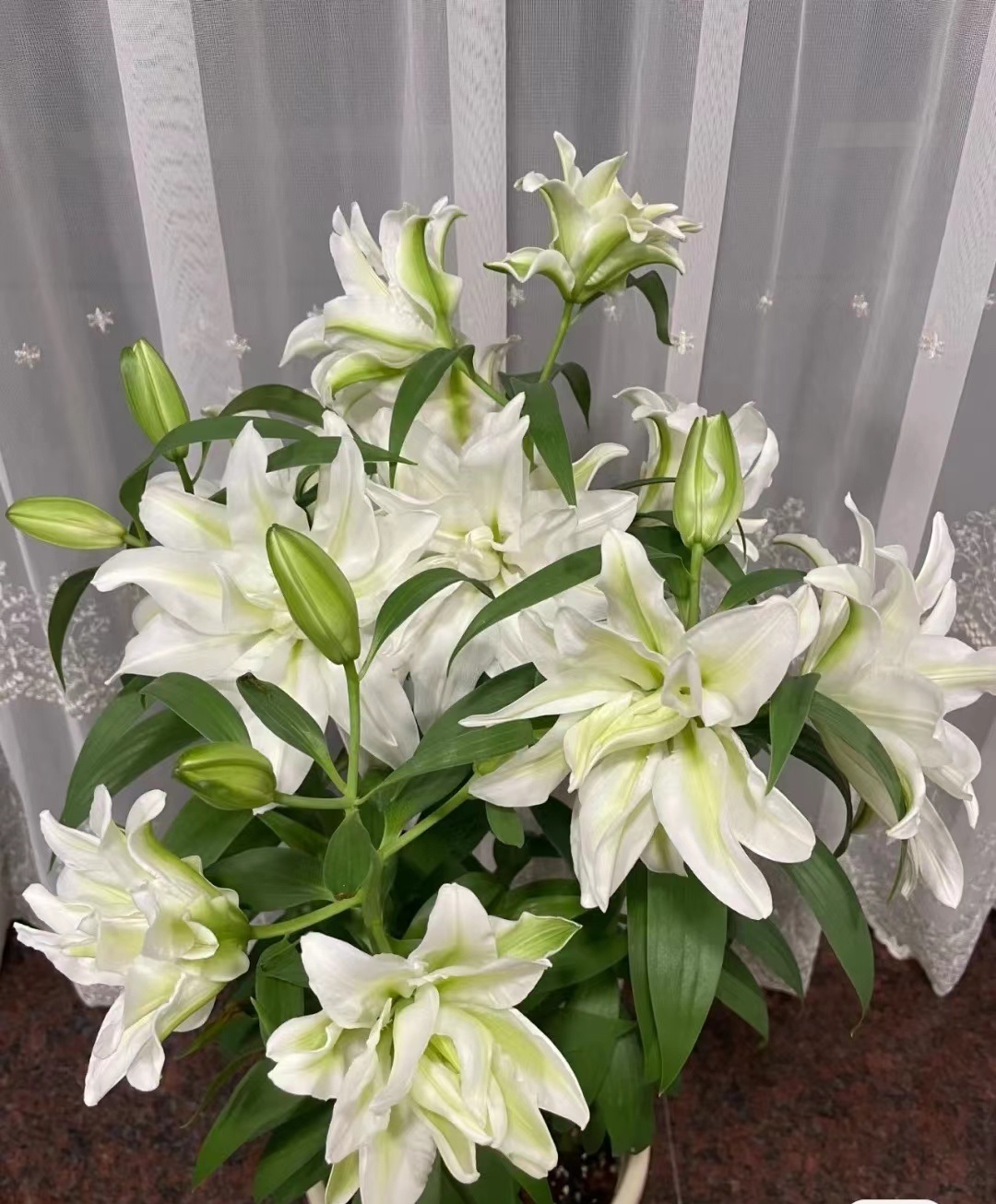 爱莎百合花什么香味,爱莎百合花开花图