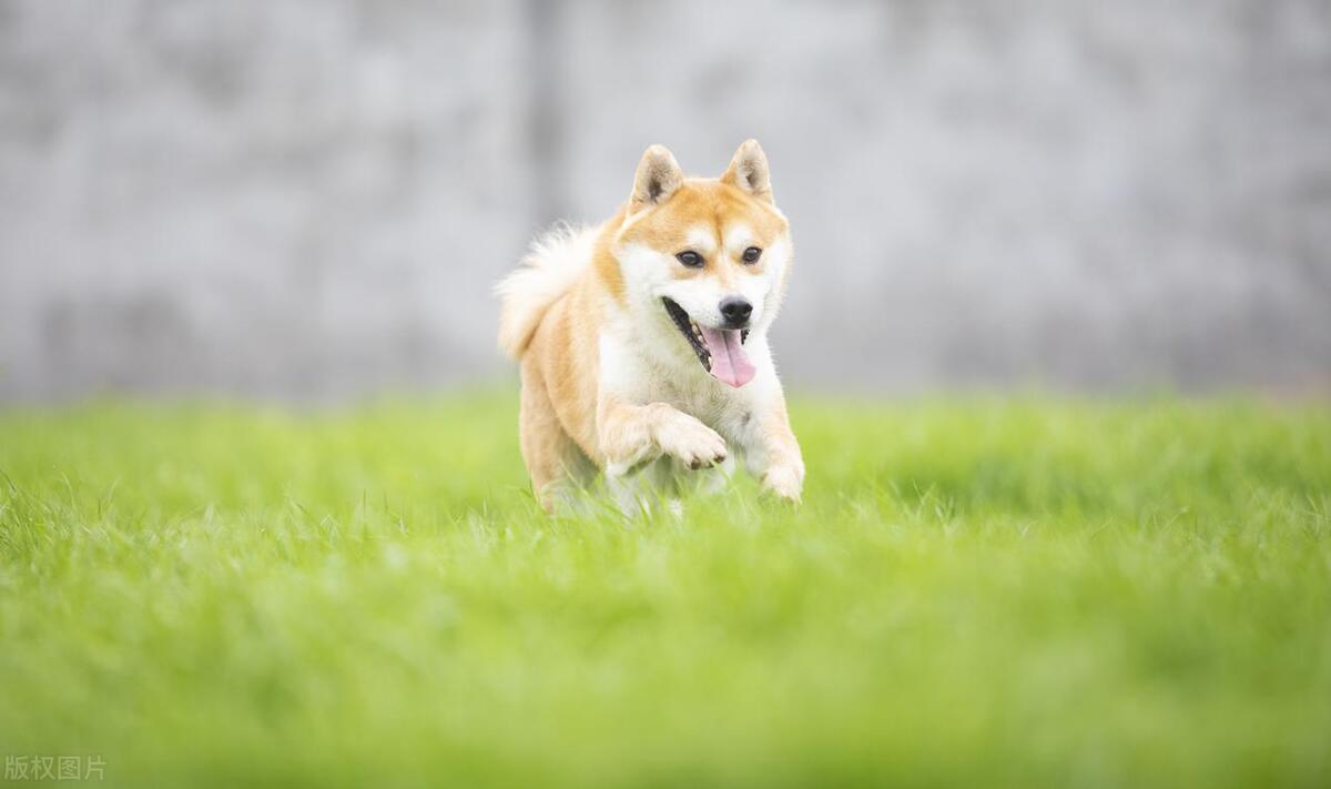 柴犬十大禁忌人群,日本柴犬十大禁忌