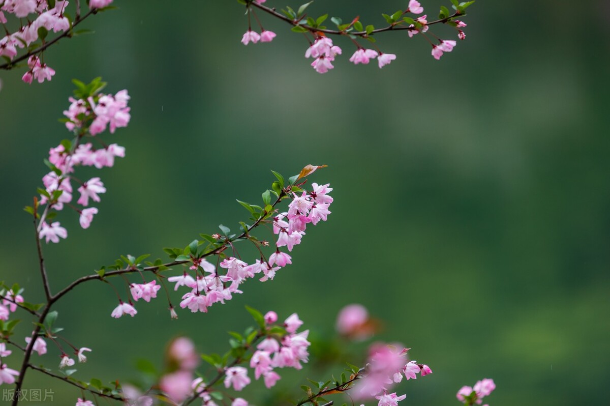 意境最美的古诗词春,50句绝美的春天诗