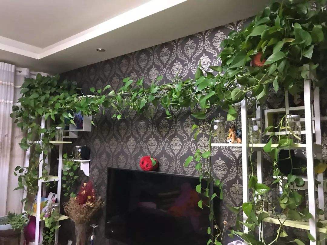 绿化有毒的花有哪些,这7种有毒花太危险