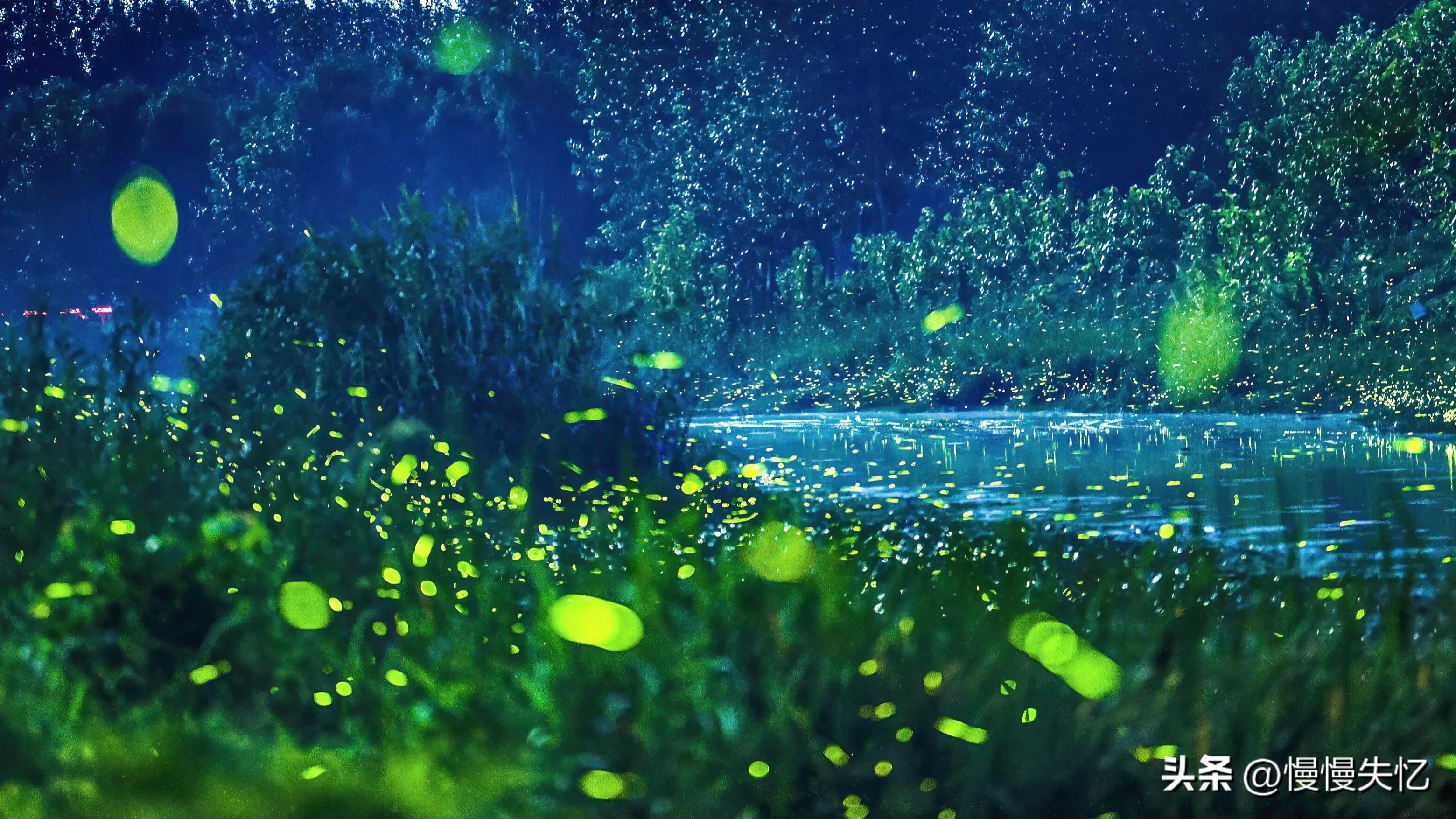 描写萤火虫的著名诗句,萤火虫诗句大全