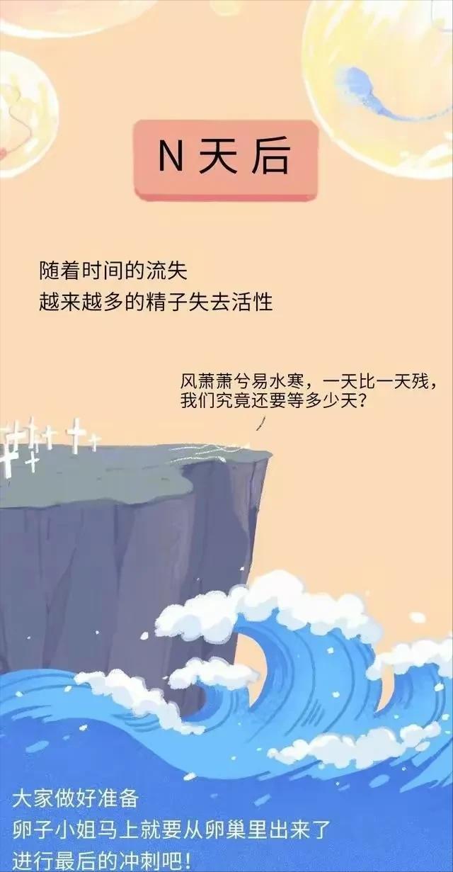 精子在人体24个小时都经历了什么,精子在人体24小时经历了什么