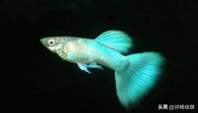 孔雀鱼品种详细介绍大全附图,最能繁殖的孔雀鱼是哪种品种