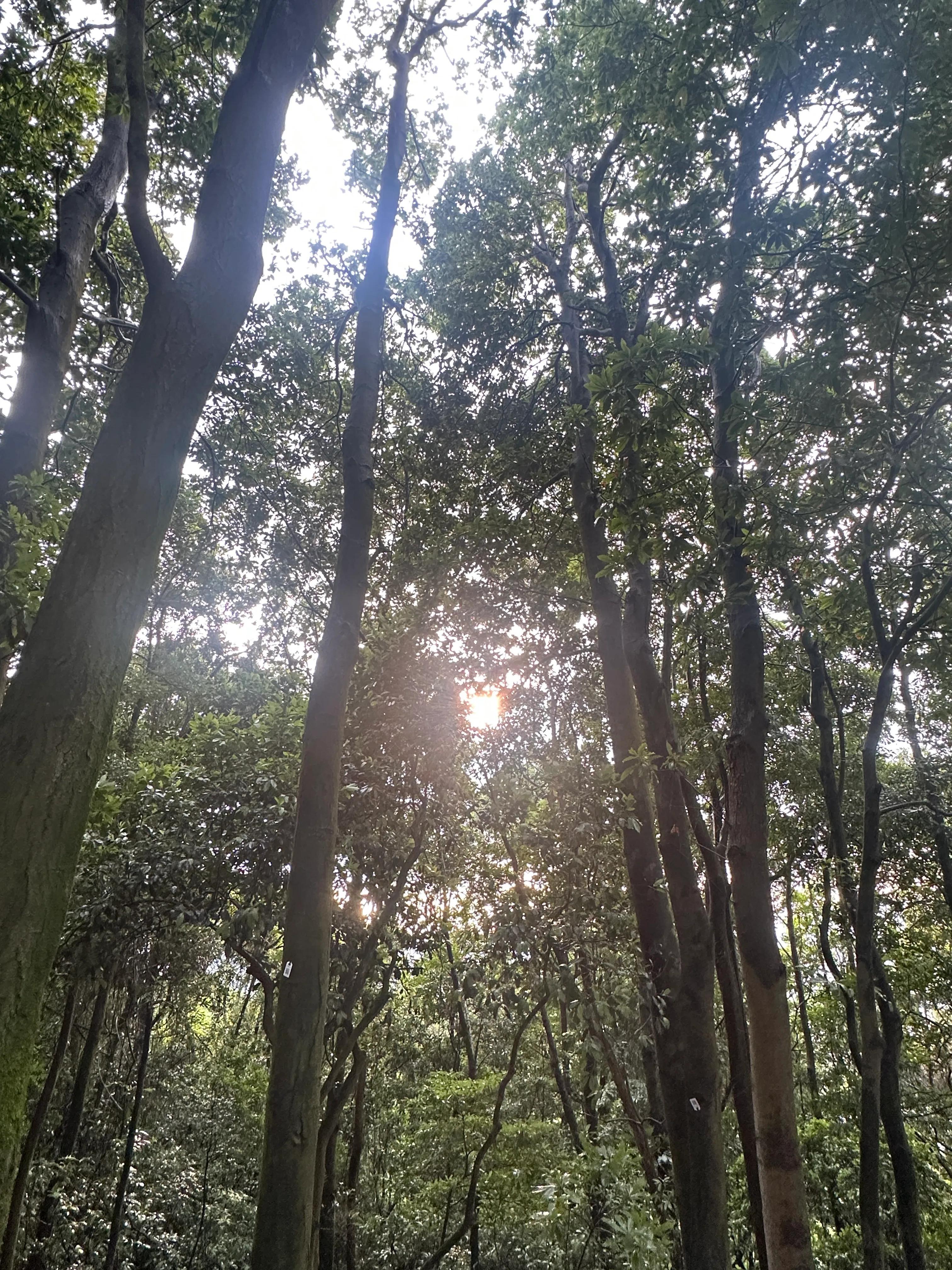 深圳羊台山夜晚的风景,深圳羊台山游玩攻略