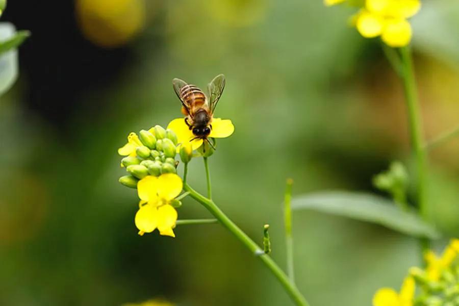 早春一年之计在于春,一年之计在于春听歌
