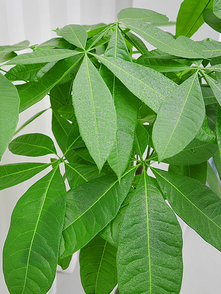 年花盆栽怎么搭配,明年还可以开花的年花盆栽