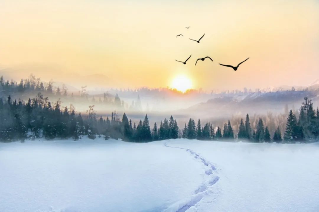 最美的雪诗100首,关于冬至梅花的诗句