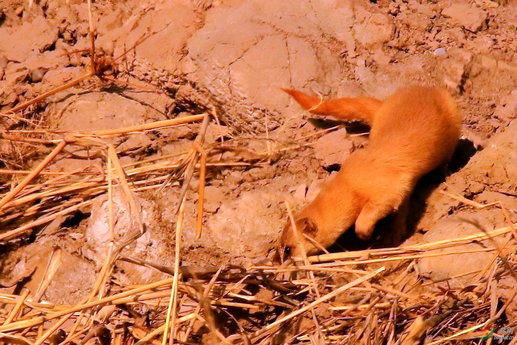 黄鼠狼浑身是宝是真的吗？为何很少有人养殖？