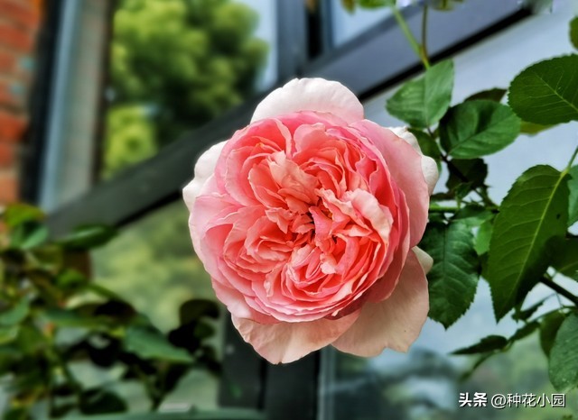 长时间不在家花怎么浇,月季在家怎么养成树状月季