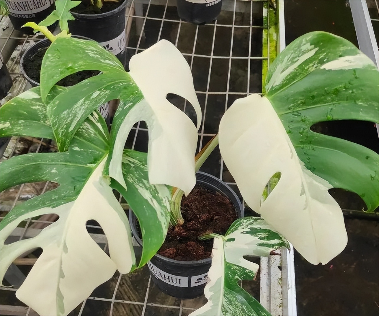 吸甲醛的绿植最好养的,哪一种绿植对新装修的房子最有效