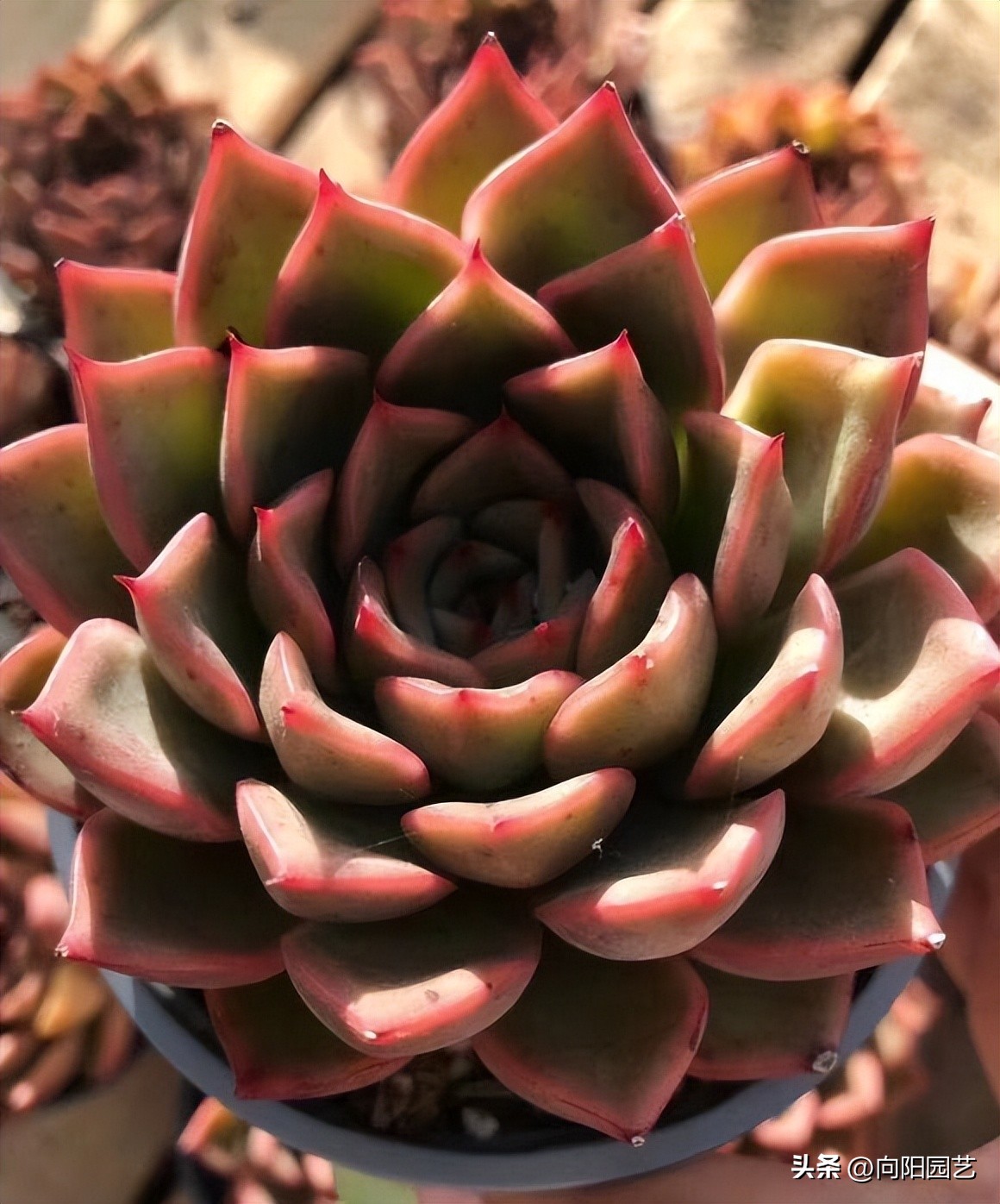 多肉花盆贵的和便宜的区别,紫砂盆和塑料盆养多肉哪个好